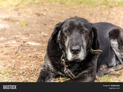 Old Sick Dog Lying On Image And Photo Free Trial Bigstock