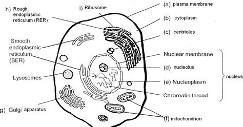 This is the only organelle that itself contains some genetic material, likely a vestige from an era when the mitochondria was an independent organism. poonchengmoh: Amali Poses Sains Biology Pg 12-13