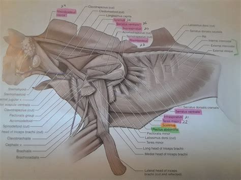 Cat Muscles 3 Diagram Quizlet