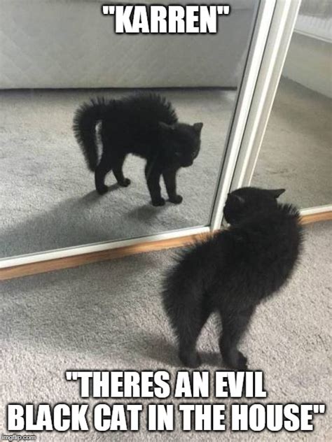 Funniest Black Cat Memes