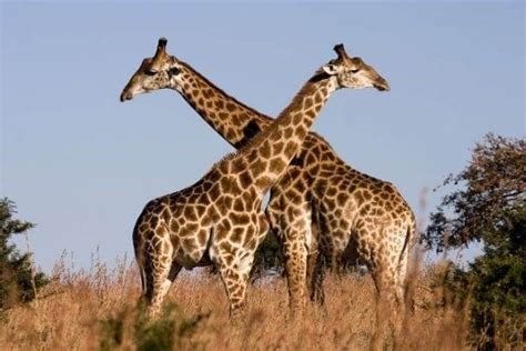 How Do Giraffes Have Sex