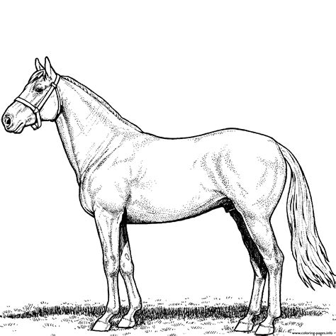 Coloring Page Printable Horses Coloring Pages