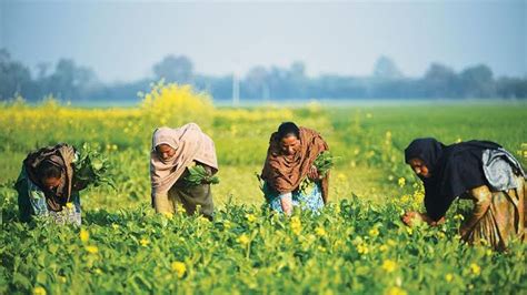 مالی سال 20 2019ء میں زرعی شعبے کو 1215 ارب روپے کے قرضے دیئے گئے واضح رہے
