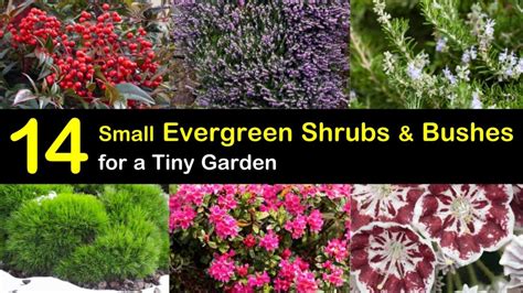 14 Small Evergreen Shrubs Bushes For A Tiny Garden