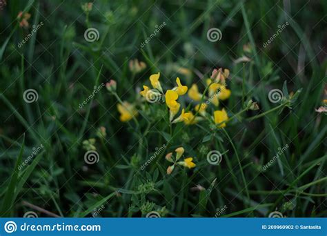 Common Bird S Foot Trefoil Lotus Corniculatus In A Wildflower Meadow