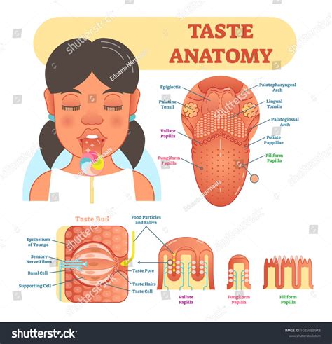 Taste Anatomy Vector Illustration Diagram Educational Medical Scheme