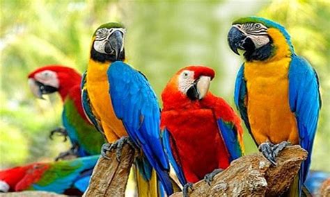 Bm what a beautiful name it is. Parrot Names | cute animal names