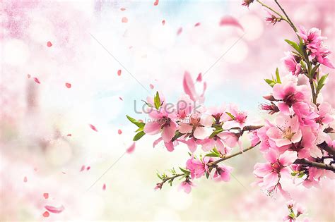Background Bunga Sakura Hd For Free Myweb