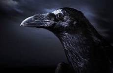 wallpaper wallpapers crow background crows desktop backgrounds raven wicca 3d edgar high quality getwallpapers wallpaperaccess top choose board