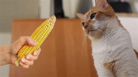 The things to pay attention to when feeding your cat corn are. Can Cats Eat Corn? Nutritional Facts & Benefits - Petmoo