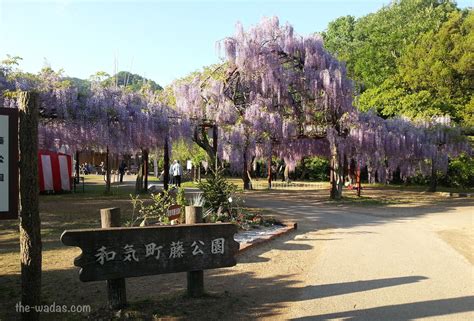 Wisteria Flower Festival In Fuji Park Wake Town The Wadas On Duty