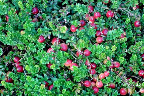 10 heimische essbare Beeren in Wiese, Wald und auf der Heide | Blühendes Österreich