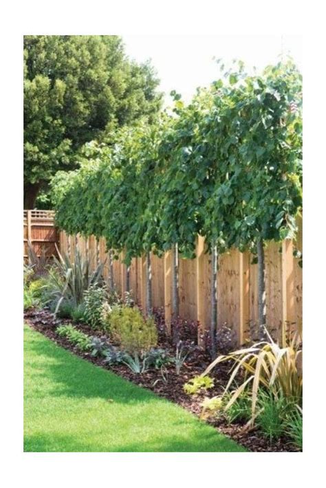 Which Trees Along Fence Privacy Landscaping Backyard Trees
