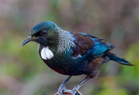 New Zealand Bird Gallery Wild World