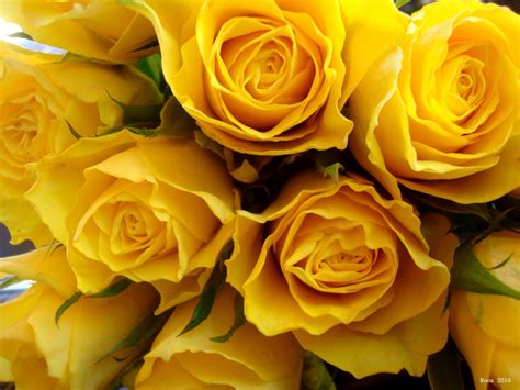 Yellow Roses Wallpapers Wallpaper Cave