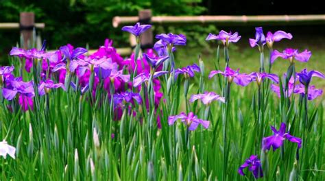 Growing Japanese Iris