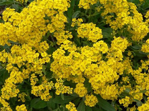Perennial Plants With Yellow Flowers Kgarden Plant