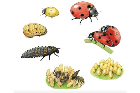 Les Coccinelles Ces Insectes Tant Utiles à Nos Jardins Illustré