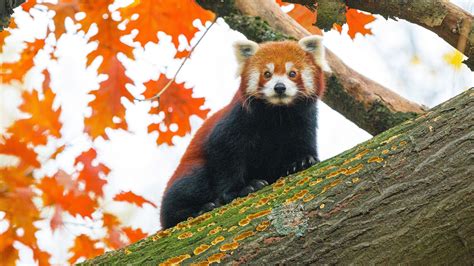 Download Wallpaper 2048x1152 Red Panda Tree Leaves Blur Wildlife