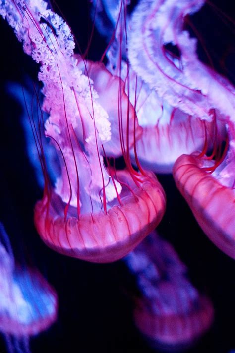 Jellyfish Drawings Jellyfish Underwater Creatures Underwater Life
