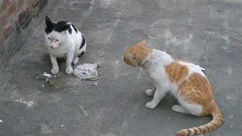 Cat Fighting Two Very Angry Male Cats Fighting Part 2 Watch With Full