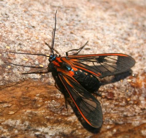 South Englishtown Gazette Wasp Mimic Moth Cosmosoma Sp