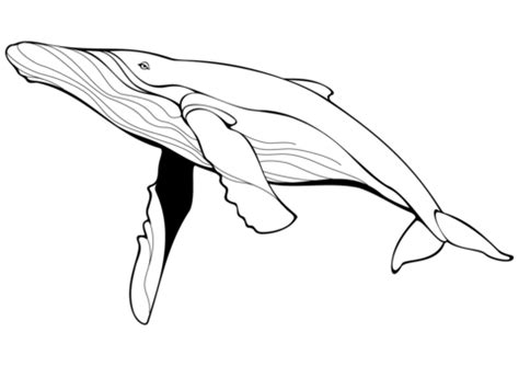 Hope you are keeping yourself cool and refreshed while enjoying this summer. Blue Whale coloring page | Free Printable Coloring Pages