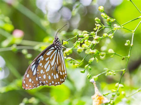 The Dark Glassy Tiger Butterfly Parantica Agleoides Is