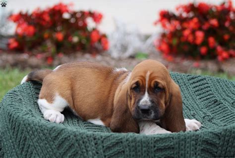 Smokey Basset Hound Puppy For Sale In Pennsylvania