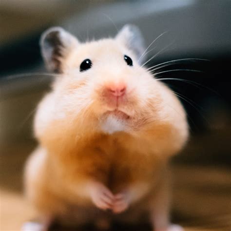 30 Cute Hamster Pictures That Will Make You Smile 2022