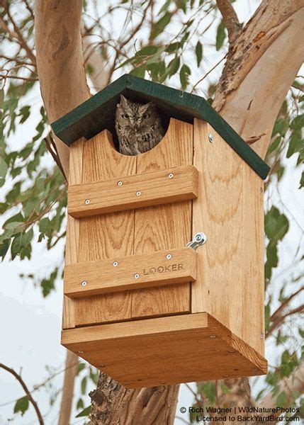Owl House Plans Audubon Screech Owl Box Plan Screech Owl House