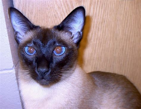 Siamese Cats Home Your Cat Will Be Happy
