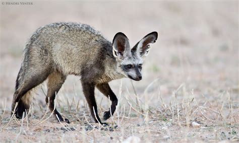 Bat Eared Fox Facts Anatomy Diet Habitat Behavior Animals Time