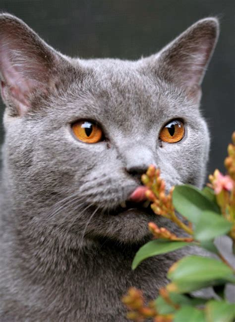 30 Cutest Pictures Of British Shorthair Cat Calvin