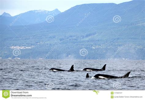 Pod Of Resident Orcas Of The Coast Near Sechelt Bc Stock