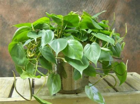 Easiest Houseplants You Can Grow Without Care Piante D Appartamento