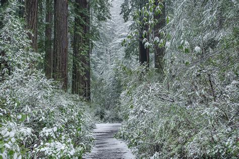 Redwood Winter Wonderland Photograph By Greg Nyquist Fine Art America