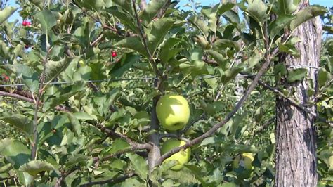 Obiranje jabolk picking apples - YouTube