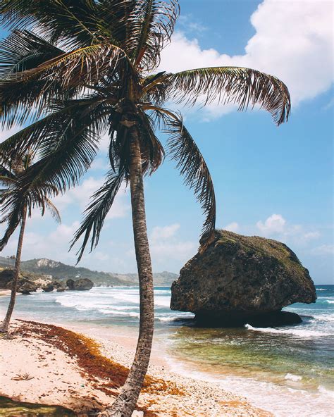 Palm Trees And That Ocean Breeze Bathsheba Barbados Fondos