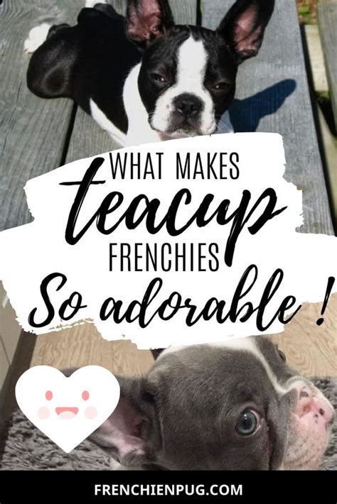 The french bulldog should eat enough calories based on the previous weight ratios if they are somewhere within the normal weight range. What makes micro, mini, miniature and teacup Frenchies so ...