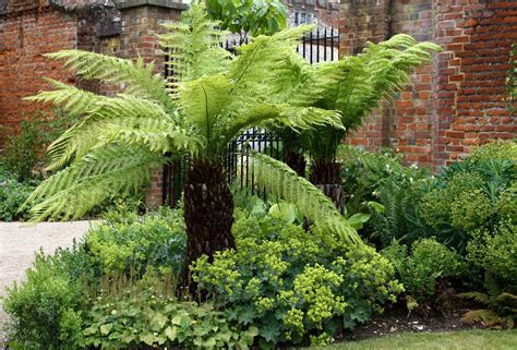 Fern Tree Tropical Gardens And Plants Pinterest Trees Ferns And