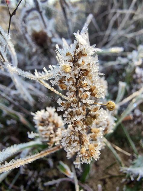 Ice Crystals On A Plant Stock Image Image Of Autumn 233353645