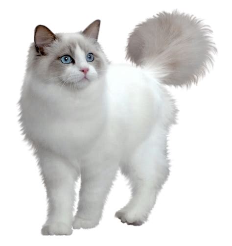 White Cat Standing Png Transparent Image Download Size 594x630px