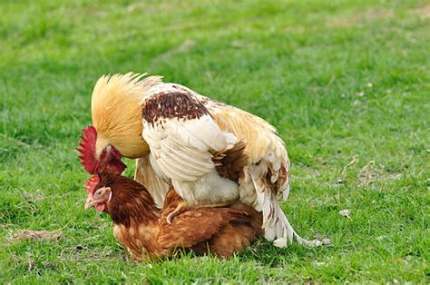 Mating Chicken Rooster Animal Banco De Fotos E Imágenes De Stock Istock