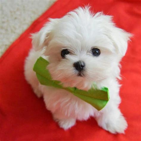 Pin By Robin Mundell On Monte Maltese Puppy Teacup Puppies Maltese