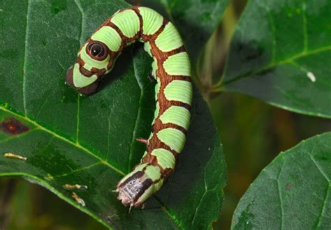 Caterpillar Identification Guide Find Your Caterpillar With Photos And