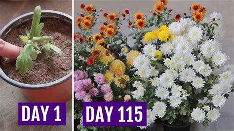 Grow Chrysanthemum In 4 Inch Pot And Get Heavy Flowering Youtube