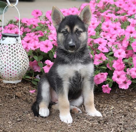 German Shepherd Siberian Husky Mix For Sale Millersburg Oh Female H