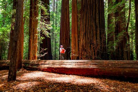Avenue Of The Giants Helpful Tips Video Redwood National Park