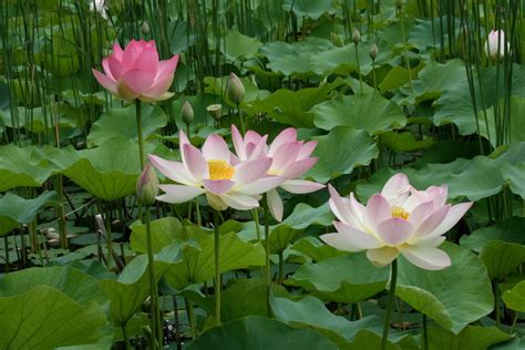 By The Lotus Pond September 2012